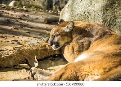 California Mountain Lion Taking A Nap And Counting Sheep.