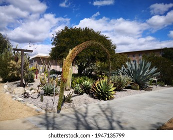 California Native Plants Are Painted By Horticulturalists