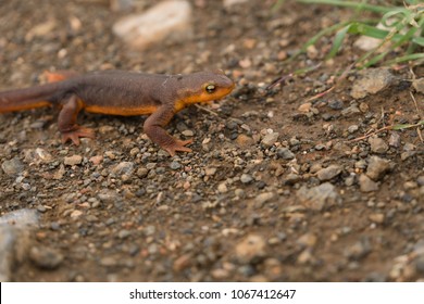 California newt crawls along the ground on a rainy afternoon in Monte Bello - Powered by Shutterstock