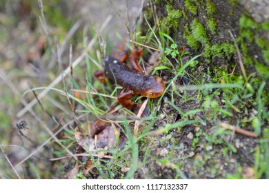 California Newt In Grass
