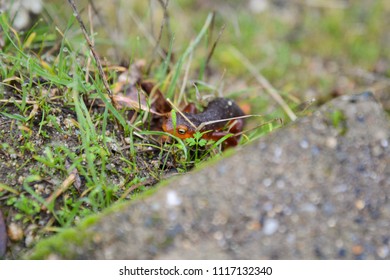 California Newt In Grass
