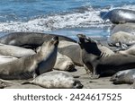 California Northern Elephant Seal Mirounga angustirostriz
