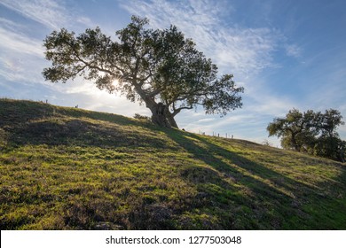 California oak tree backlit by sunlight in vineyard in southern California United States