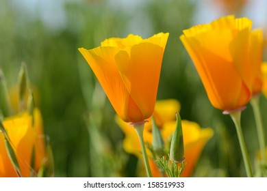 California Orange Poppy Macro Close Up