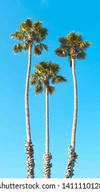 California Palm Tree Santa Cruz Boardwalk 