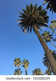 California Palm Tree Spring Sky