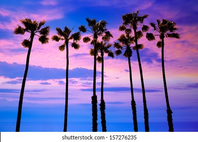 California Palm Trees Group Sunset With Colorful Sky