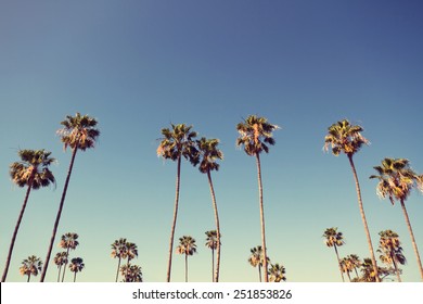 California Palm Trees In Vintage Style.