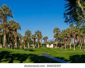 California Palms And The Blue Sky At A Palm Desert Golf Resort.  