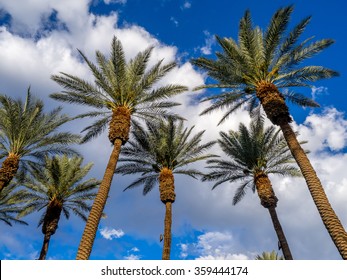 California Palms And The Blue Sky At A Palm Desert Golf Resort.