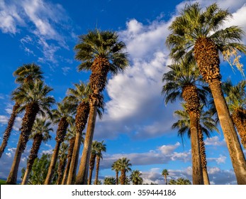 California Palms And The Blue Sky At A Palm Desert Golf Resort.