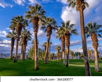 California Palms And The Blue Sky At A Palm Desert Golf Resort