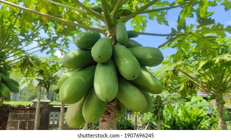 Growing Papaya In Northern California
