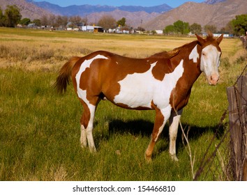 California Pinto Paint Horse Farm Grazing Stock Photo 154466810 ...