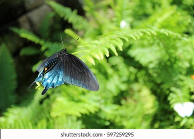 California Pipevine Swallowtail Butterfly