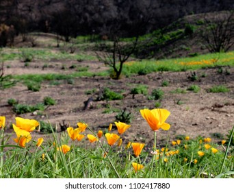 California Poppies After The Thomas Fire