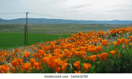 California Poppies Bloom On A Hillside In Antelope Valley.