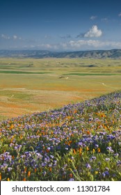 California poppies blooming in Antelope Valley, Los Angeles County