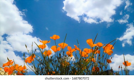 California Poppies in blue sky with white clouds on a sunny day in Summer. A beautiful and delicate orange flowers contrasting with bright blue sky.
