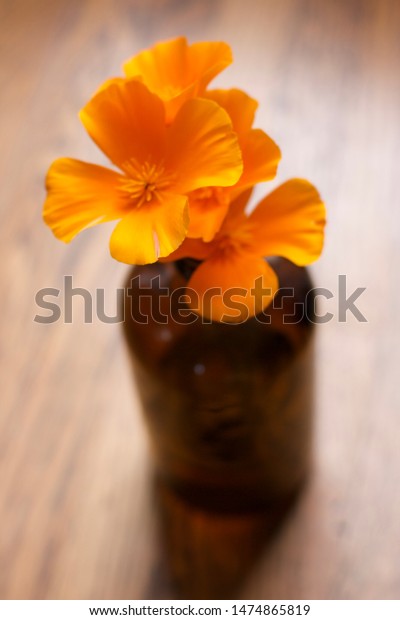 California Poppies Brown Beer Bottle Vase Stock Photo Edit Now