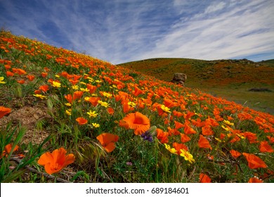 California Poppies Cover The Hills Of The Tehachapi Mountains