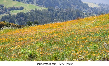 California Poppies (Eschscholzia californica) growing on a hillside on a sunny day, Santa Cruz mountains, California