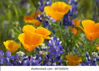 California Poppies (Eschscholzia californica) and lupine meadow outside of Arvin, California