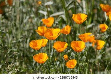 California poppies, Eschscholzia californica ssp mexicana, also known as Mexican gold poppies. A wildflower super bloom in the Sonoran Desert, March of 2023. Flowers in the Arizona desert by Tucson.  - Powered by Shutterstock