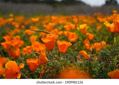 California Poppies Soaking Up The Sun In Montana De Oro, CA