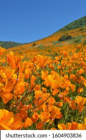 California Poppies In The Wildflower Fields