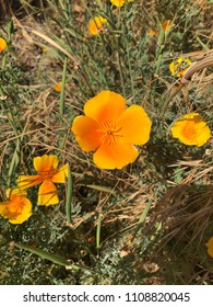 California Poppies At Woodward Park In Fresno, CA