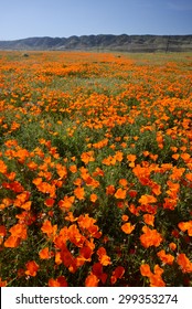 California Poppy  From Antelope Valley 