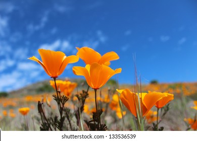 California poppy field, Big Sur, California, USA