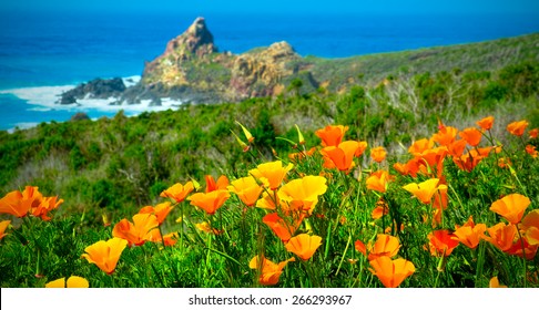 California Poppy Field on the California Coast. USA