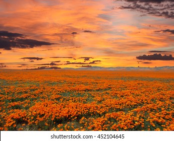 California Poppy Field With Sunrise Sky.