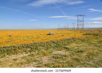 California Poppy Field View With Power Lines