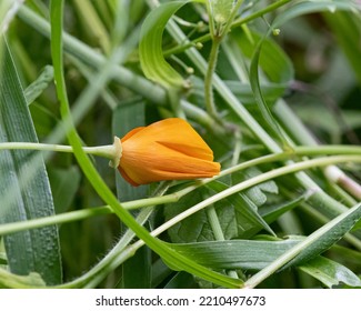 A California Poppy Flower Closed.