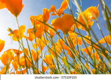 California Poppy Flower In An Open Field With The Sun.