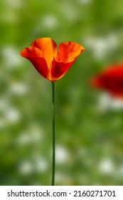 California Poppy Isolated By The Background