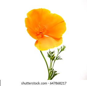 California Poppy Isolated On White Background.