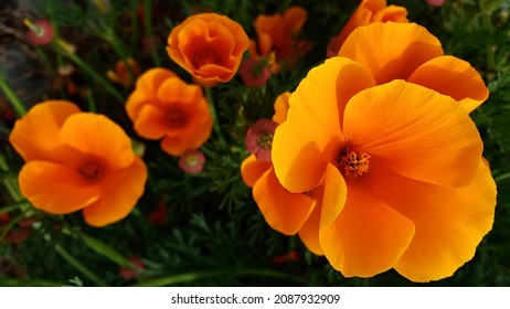 California Poppy Petals Macro Texture