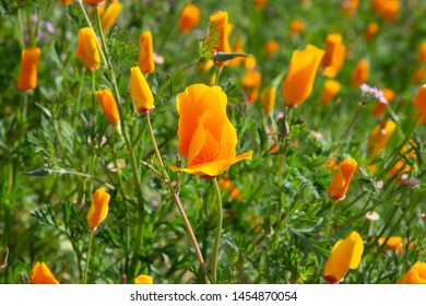 California Poppy Super Bloom 2019 