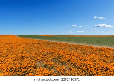 California poppy wildflower fields during spring bloom. - Shutterstock ID 2292410571