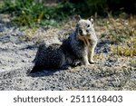 california prairie dog in wild