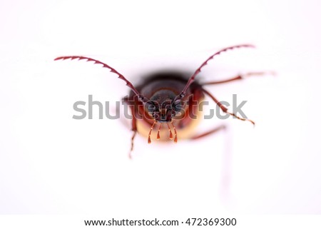 The California prionus beetle aka Prionus californicus, or the prionus root borer, is a large, boring insect whose larva feed on the roots of a variety of trees and shrubs often killing them.
