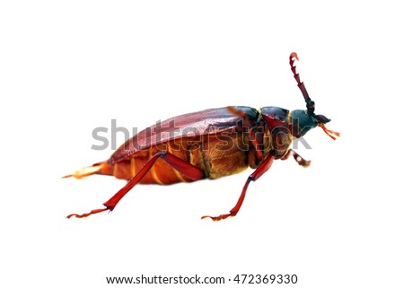 The California prionus beetle aka Prionus californicus, or the prionus root borer, is a large, boring insect whose larva feed on the roots of a variety of trees and shrubs often killing them.
