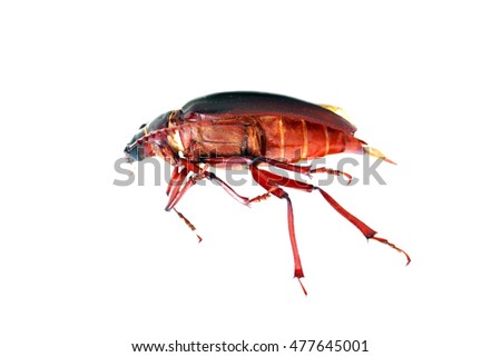 California prionus beetle aka Prionus californicus, or the prionus root borer, is a large, boring insect whose larva feed on the roots of a variety of trees and shrubs often killing them. 