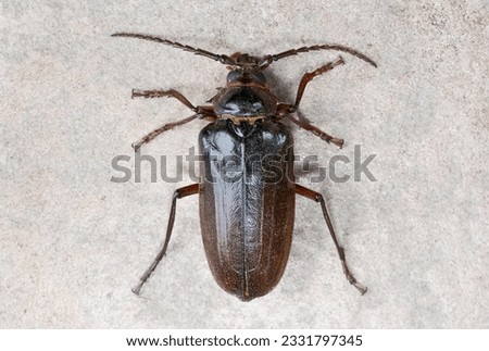 California prionus beetle -Prionus californicus- Male with conical antennae.