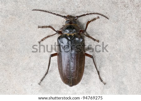 California prionus beetle (Prionus californicus) Male with conical antennae viewed from above.
