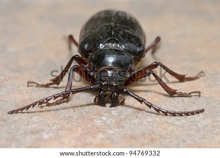 California prionus beetle (Prionus californicus) Male with conical antennae.